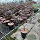 Acer pal. 'Bloodgood' 60-80 cm met kluit