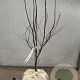 Acer pal. 'Bloodgood' 80-100 cm met kluit
