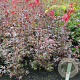 Acer pal. 'Bloodgood' 80-100 cm met kluit