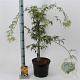 Acer pal. 'Dissectum' 30-40 cm 5,0L