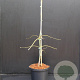 Acer pal. 'Dissectum' 30-40 cm 5,0L