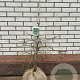 Acer pal. 'Dissectum' 50-60 cm met kluit
