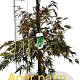 Acer pal. 'Dissectum' 60-80 cm met kluit