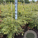 Acer pal. 'Dissectum' 60-80 cm met kluit