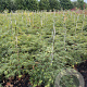 Acer pal. 'Dissectum' 60-80 cm met kluit