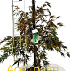 Acer pal. 'Dissectum' 60-80 cm met kluit