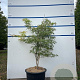 Acer pal. 'Dissectum' 80-100 cm 20L