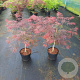 Acer pal. 'Garnet' 30-40 cm 5,0L