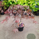 Acer pal. 'Garnet' 30-40 cm 5,0L
