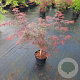 Acer pal. 'Garnet' 30-40 cm 5,0L