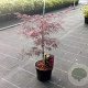 Acer pal. 'Garnet' 30-40 cm 5,0L