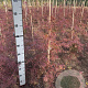 Acer pal. 'Garnet' 60-80 cm met kluit