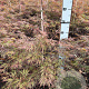 Acer pal. 'Garnet' 60-80 cm met kluit