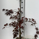 Acer pal. 'Garnet' 60-80 cm met kluit