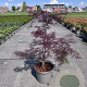 Acer pal. 'Garnet' 60-80 cm 10L