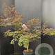 Acer pal. 'Garnet' 100-125 cm 10L