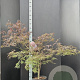 Acer pal. 'Garnet' 100-125 cm 10L