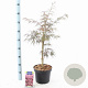 Acer pal. 'Inaba-shidare' 40-50 cm 5,0L