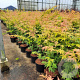 Acer pal. 'Orange Dream' 60-80 cm 5,0L