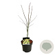 Acer pal. 'Osakazuki' 50-60 cm 5,0L