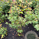 Acer pal. 'Osakazuki' 60-80 cm met kluit