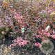 Acer pal. 'Osakazuki' 80-100 cm met kluit