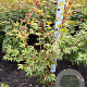 Acer pal. 'Osakazuki' 80-100 cm met kluit