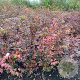 Acer pal. 'Osakazuki' 100-125 cm met kluit