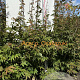 Acer pal. 'Osakazuki' 100-125 cm met kluit
