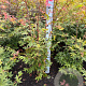 Acer pal. 'Osakazuki' 100-125 cm met kluit