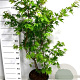 Acer pal. 'Osakazuki' 100-125 cm 20L