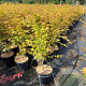 Acer pal. 'Sangokaku' 80-100 cm 10L