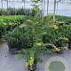 Acer pal. 'Sangokaku' 80-100 cm 10L