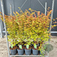 Acer pal. 'Sangokaku' 80-100 cm 10L
