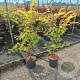 Acer pal. 'Sangokaku' 80-100 cm 10L