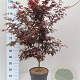 Acer pal. 'Skeeter's Broom' 100-125 cm 10L