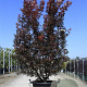 Acer pal. 'Skeeter's Broom' 175-200 cm 50L