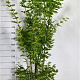 Acer shirasawanum 'Jordan' 200-250 cm 35L
