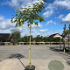 Albizia julibrissin 8-10 HO container