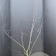 Amelanchier 'Ballerina' 150-175 cm 15L