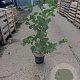 Amelanchier lamarckii 80-100 cm 7,5L