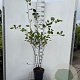 Amelanchier lamarckii 125-150 cm 7,5L