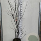 Amelanchier lamarckii 150-175 cm 20L