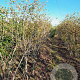 Amelanchier lamarckii 200-250 cm draadkluit meerstammig