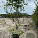 Amelanchier lamarckii 200-250 cm container meerstammig