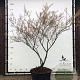 Amelanchier lamarckii 200-250 cm container meerstammig