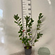 Aronia melanocarpa 60-80 cm 2,0L