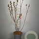 Aronia melanocarpa 80-100 cm 7,5L