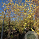 Betula nigra 200-250 cm 50L