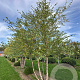 Betula nigra 500-600 cm draadkluit meerstammig